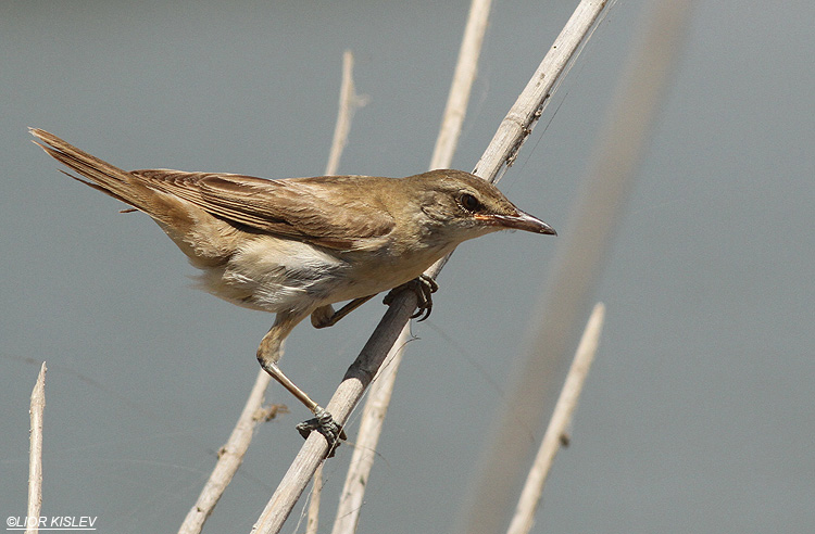 Great Reed Warbler  Acrocephalus arundinaceus ,Maagan Michael 26-08-13, Lior Kislev